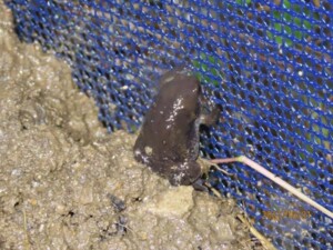 부평구의회, 구 생태계 상징 깃대종 ‘맹꽁이’ 제안